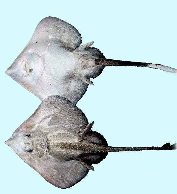 Rajella kukujevi_0222893.jpg